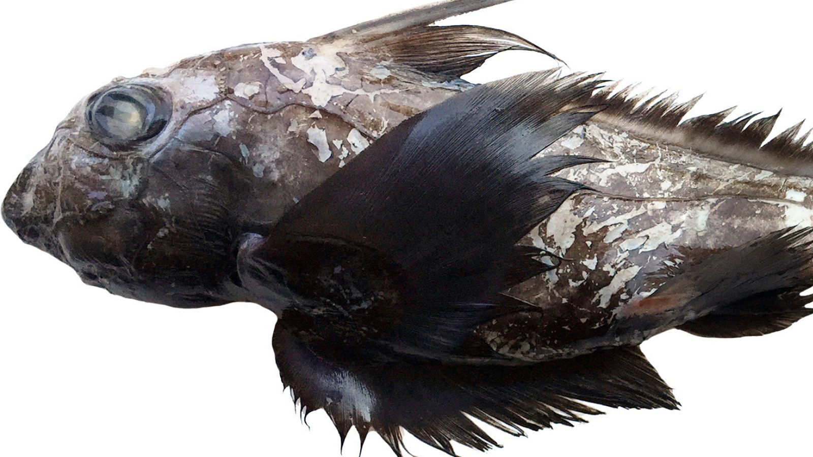 Cropped side profile of the anterior portion of the new species of ghost shark found in Thailand; bulging eyes, brown skin and feathered fins.