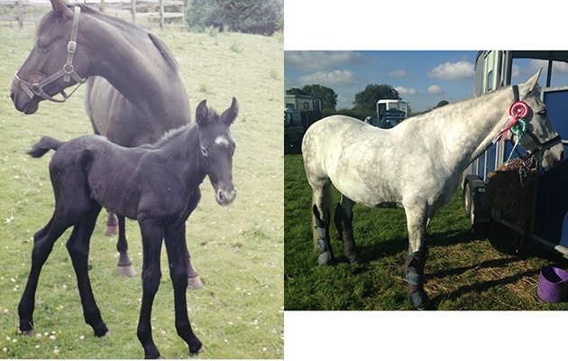 &ldquo;This is my gorgeous horse Arthur. He&rsquo;s pictured as a foal at a few days old, and now at 12-years-old. He&rsquo;s a PRE X thoroughbred&rdquo; &mdash; Emily McManus