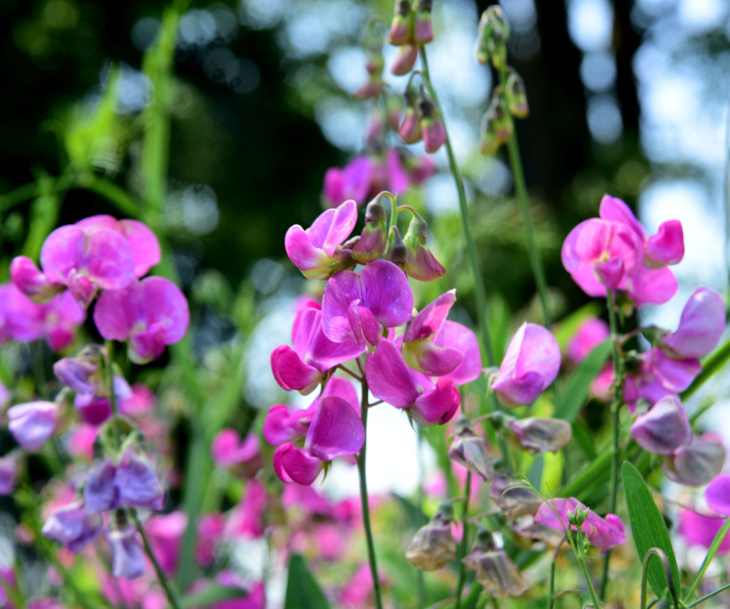 pink and purple sweet pea flowers blooming in garden