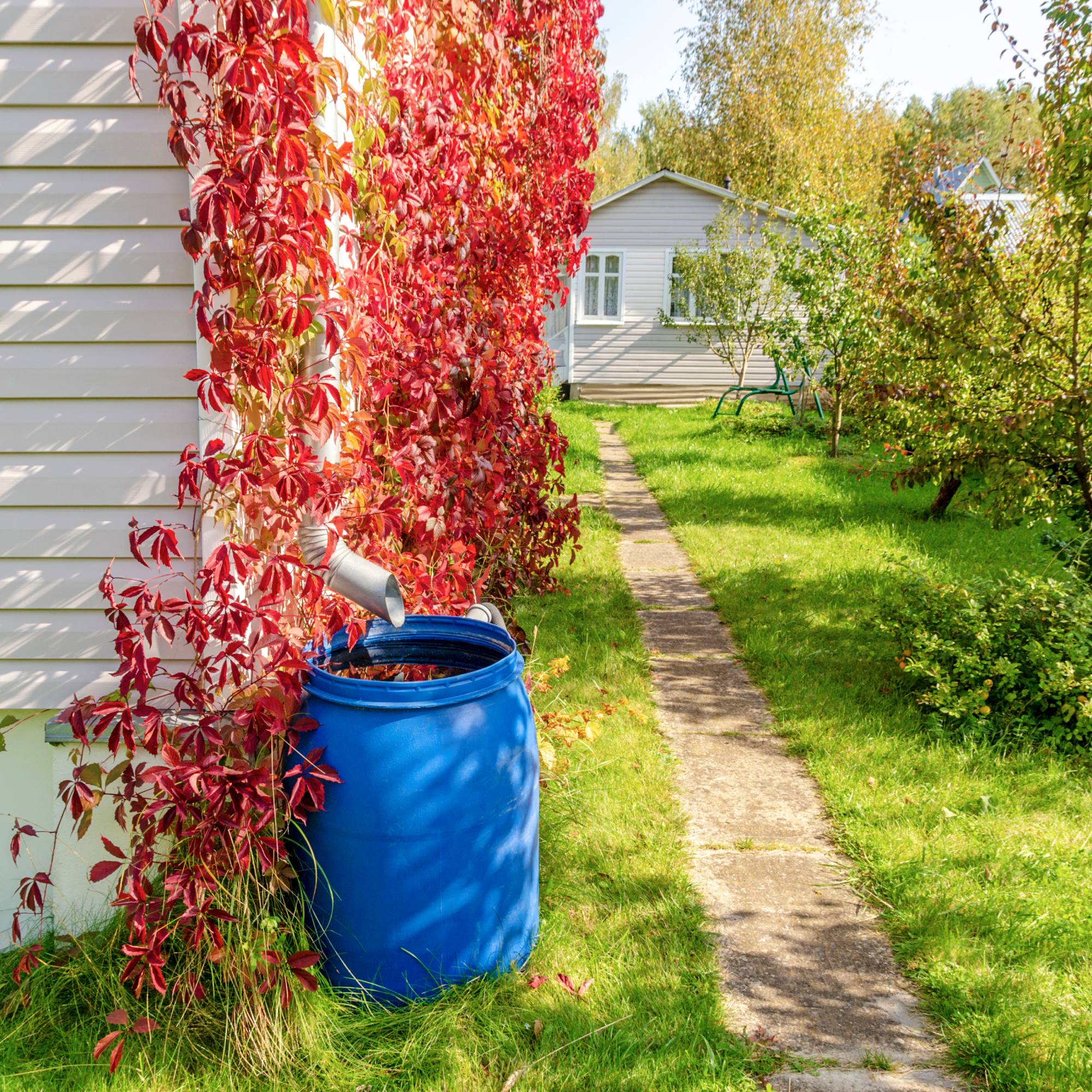 A blue rain barrel under a downspout of a house gutter under red vines
