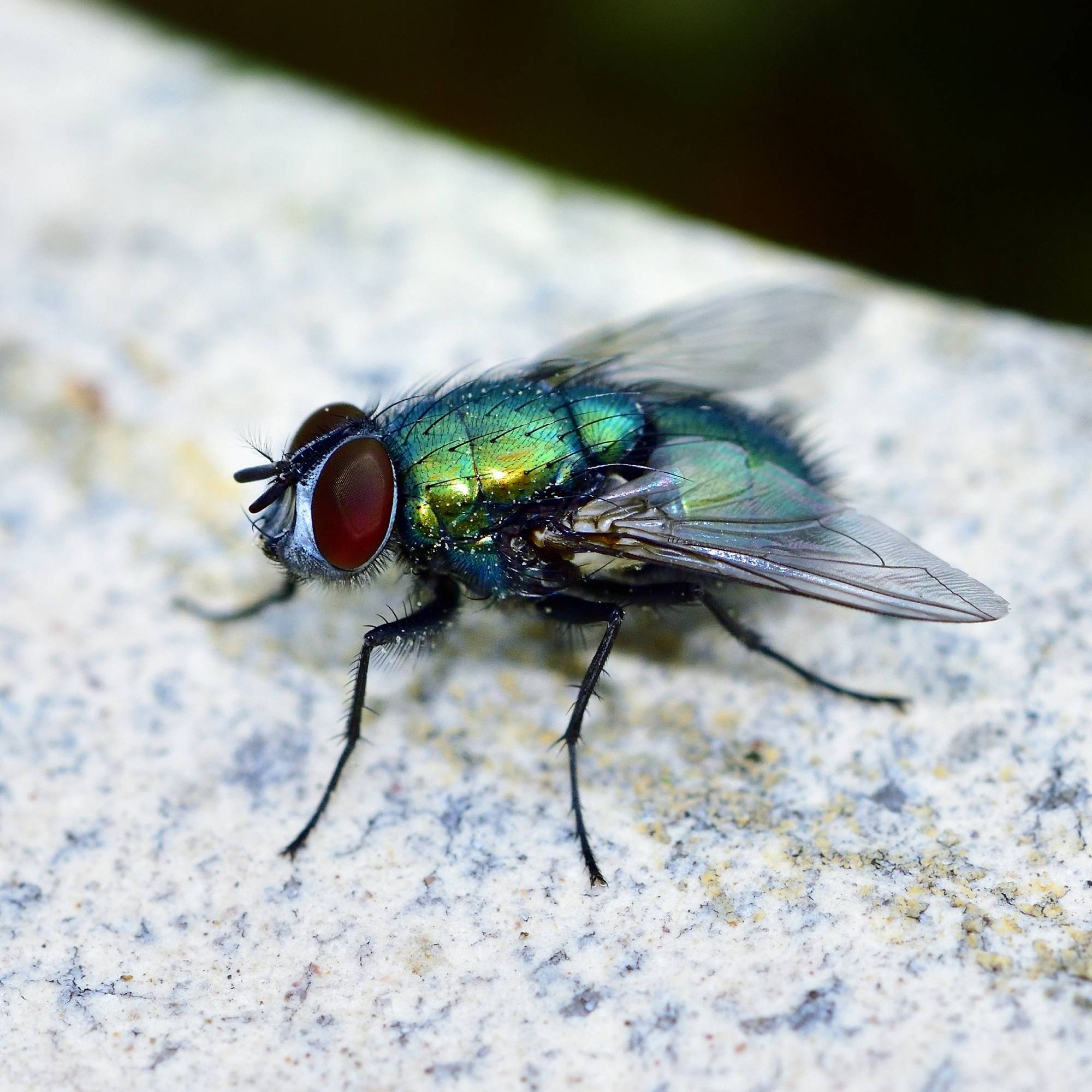 Blow fly
