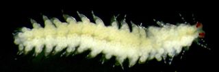 A stolon from a female individual which detatches from the worm's posterior branches to travel to the surface to reproduce.