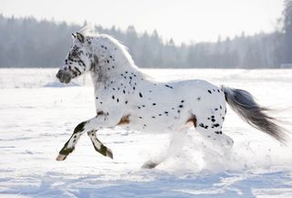 An appaloosa horse running.