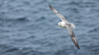 Seabird, Sumburgh, Shetland