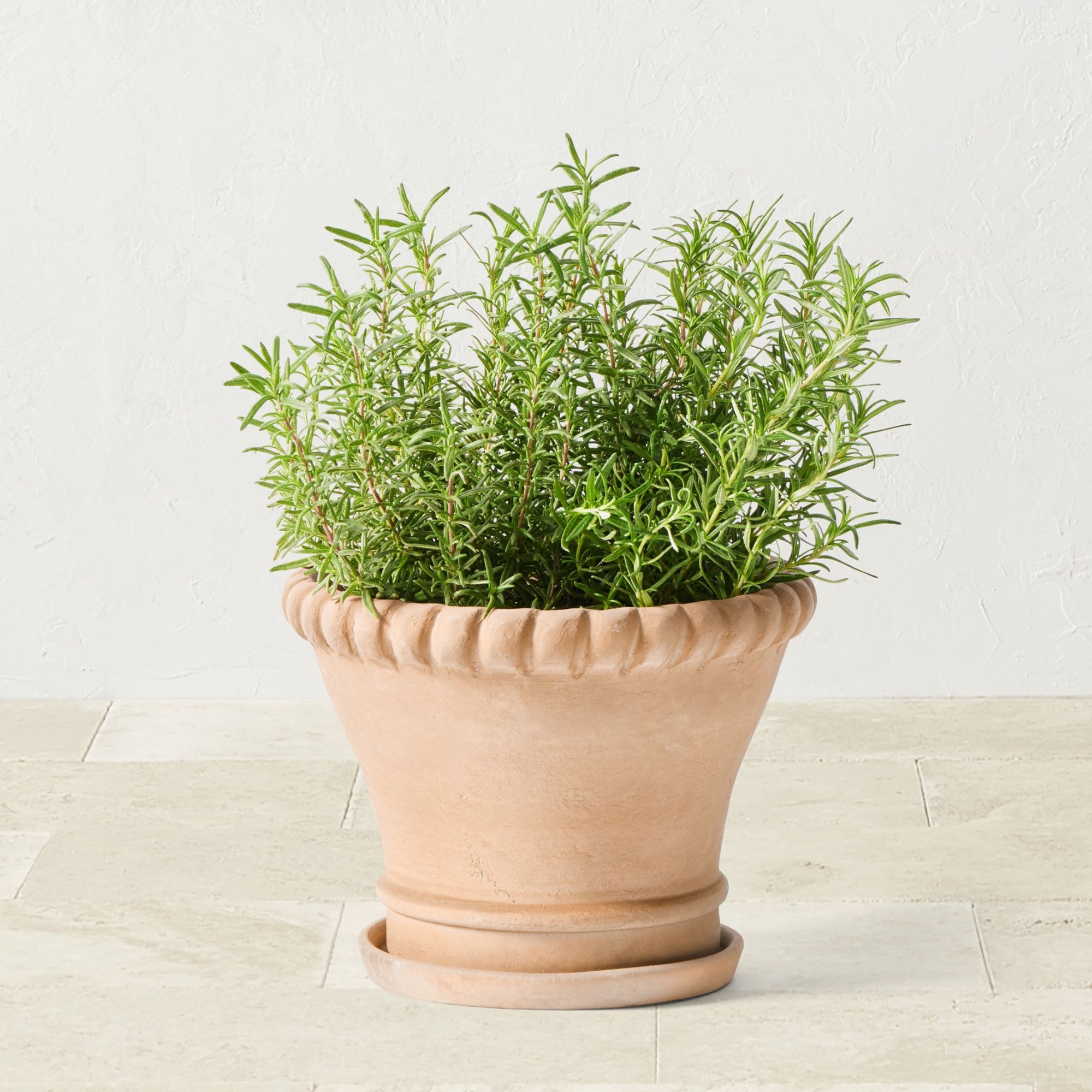 Williams Sonoma small rope terracotta planter