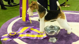 Wire fox terrier winning a dog show