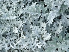 Soft Looking Dusty Miller Flower