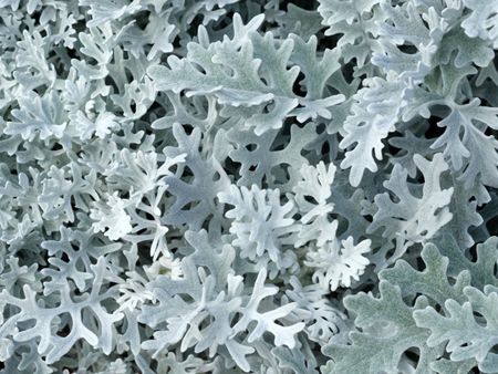 Soft Looking Dusty Miller Flower