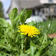 Dandelions growing in lawn in garden