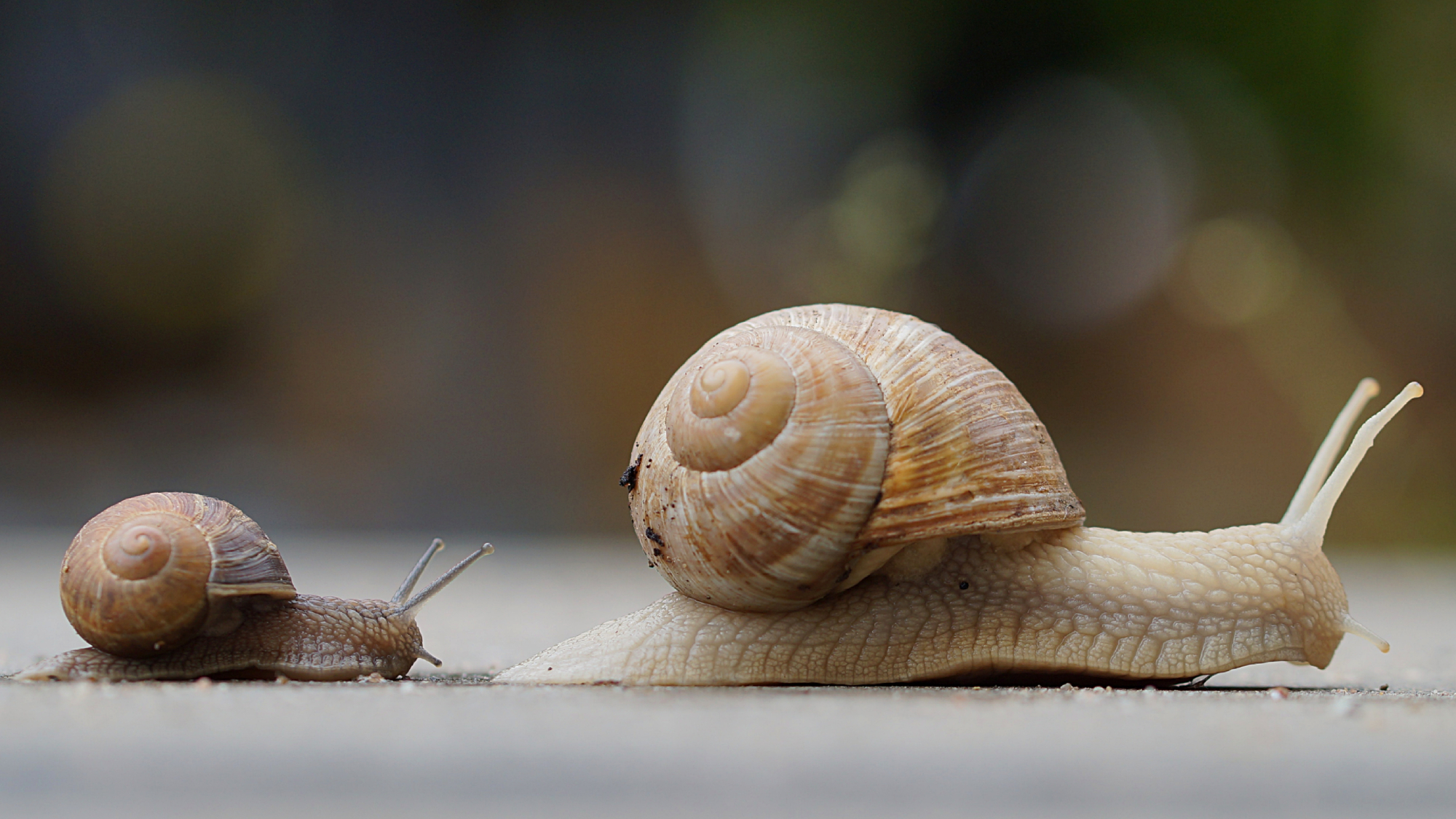 large and small snail crossing a patio in a garden