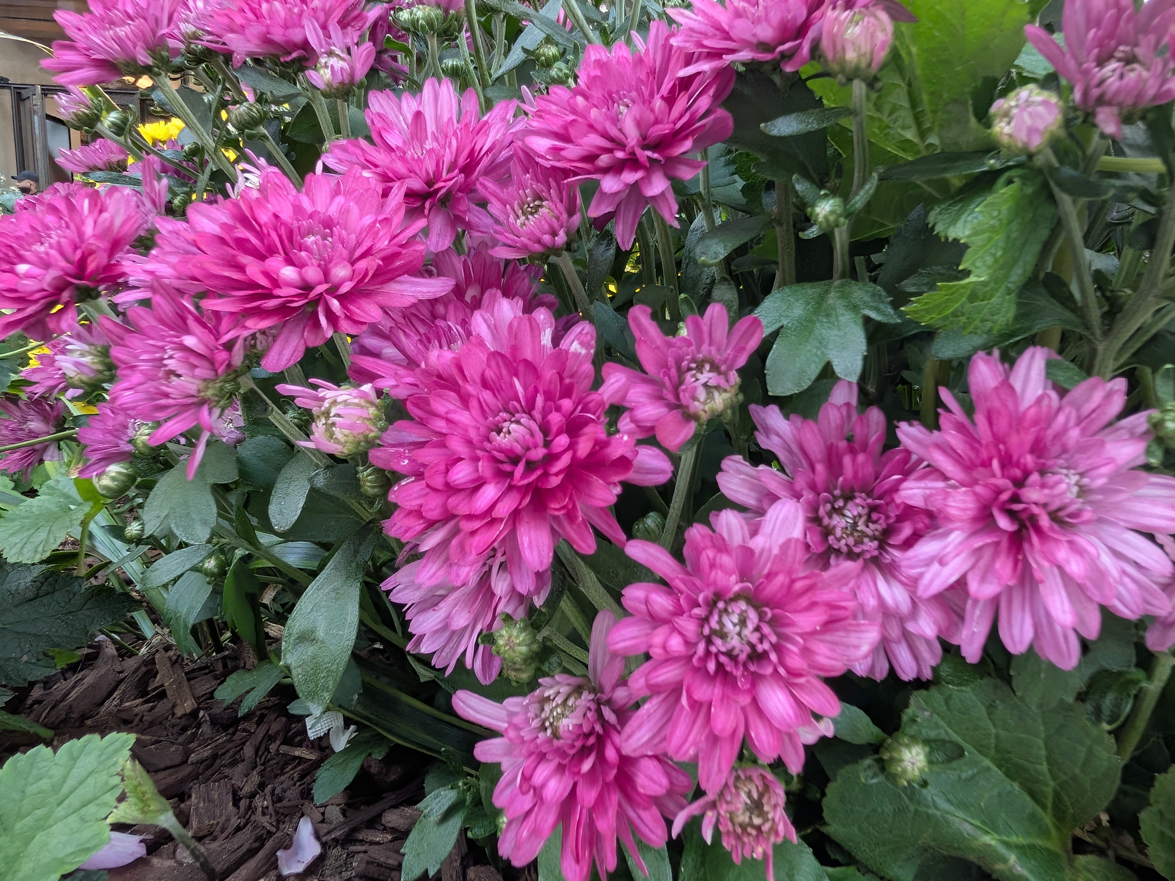 Google Pixel 10 Pro Fold camera samples