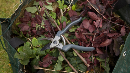 The best secateurs 2022: Image depicts pair of secateurs on top of garden cuttings 