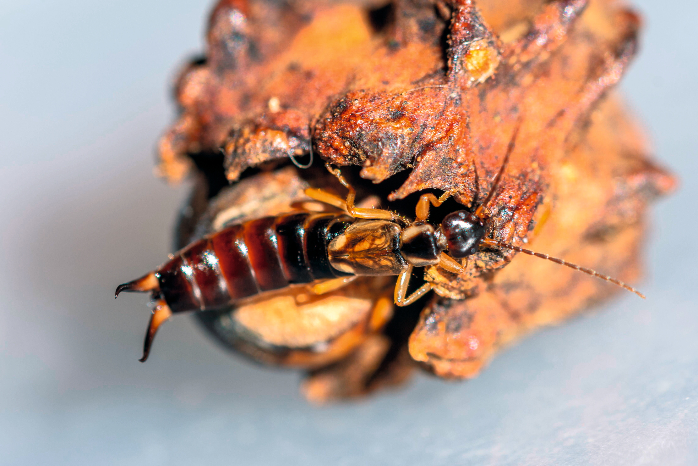 Common earwig (Forficula auricularia) on an oak knopper gall, UK