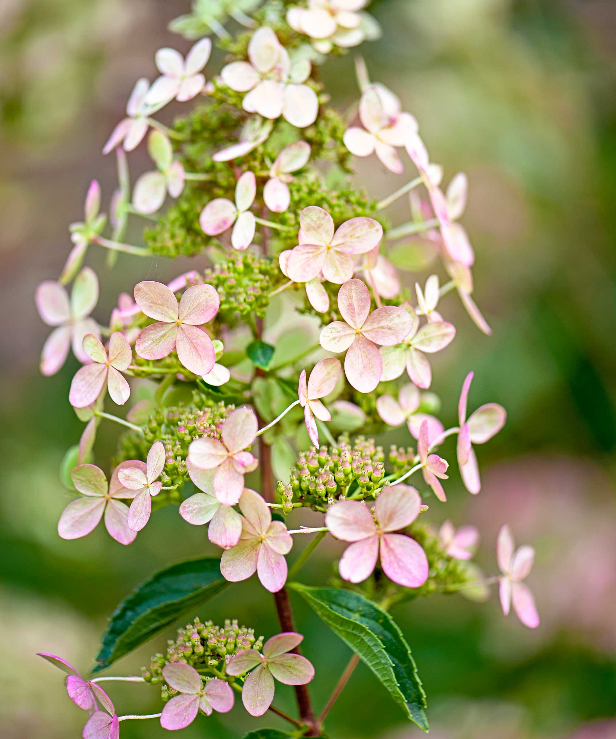 paniculata hydrangea