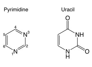 Pyrimidine is a ring-shaped molecule composed of carbon and nitrogen. It serves as the central strucutre for uracil, cytosine, and thymine, all key components of RNA and DNA.