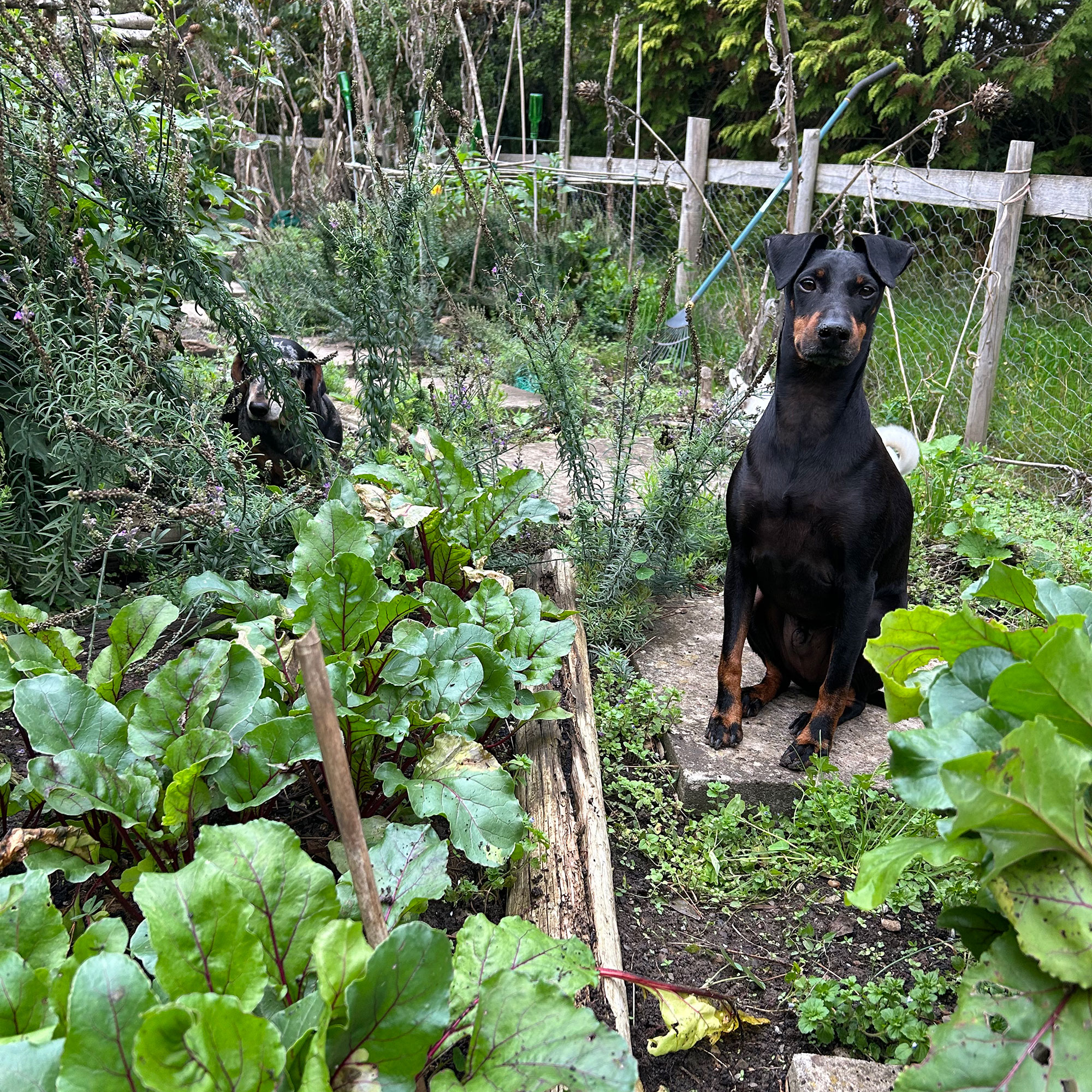 Two dogs in a vegetable garden, one beside the beds and one half hidden behind