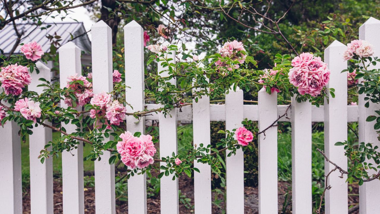 Charming rose garden with pink roses and white picket fence