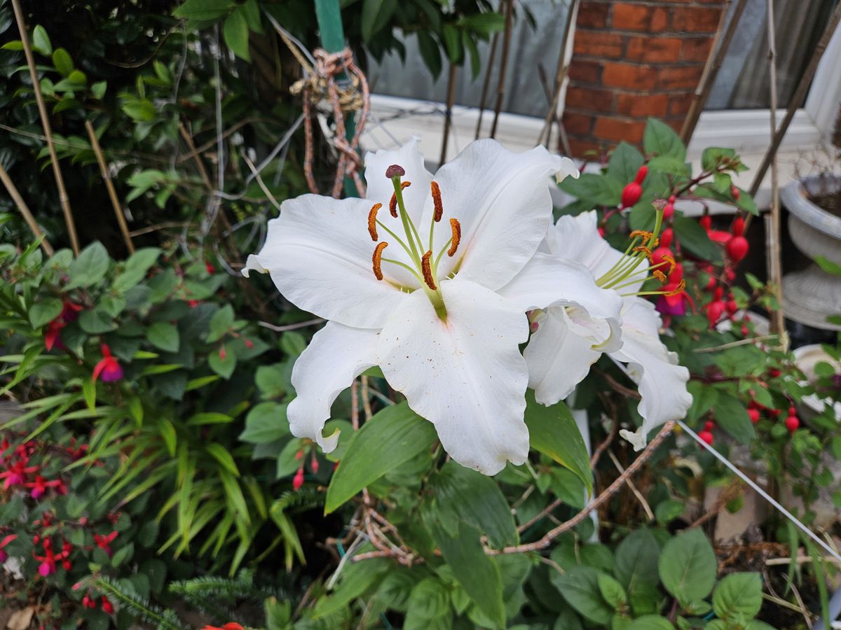 A photo taken on the Samsung Galaxy Z Fold 5