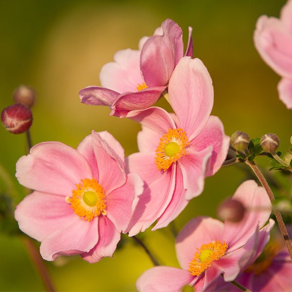 September Charm Japanese Anemone