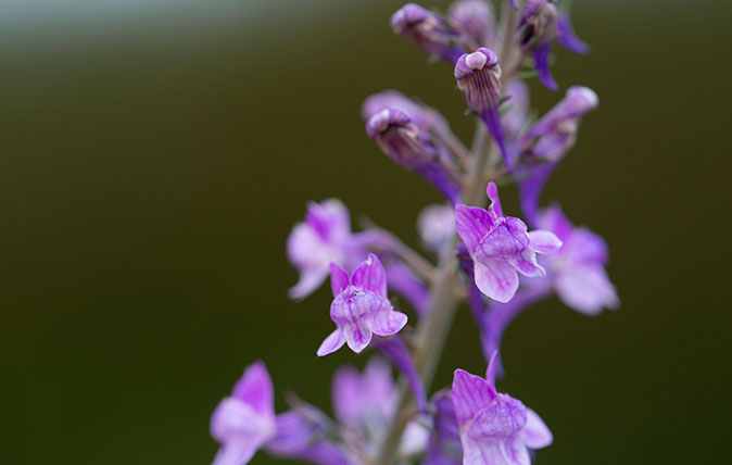 Purple Toadflax aka Linaria purpurea