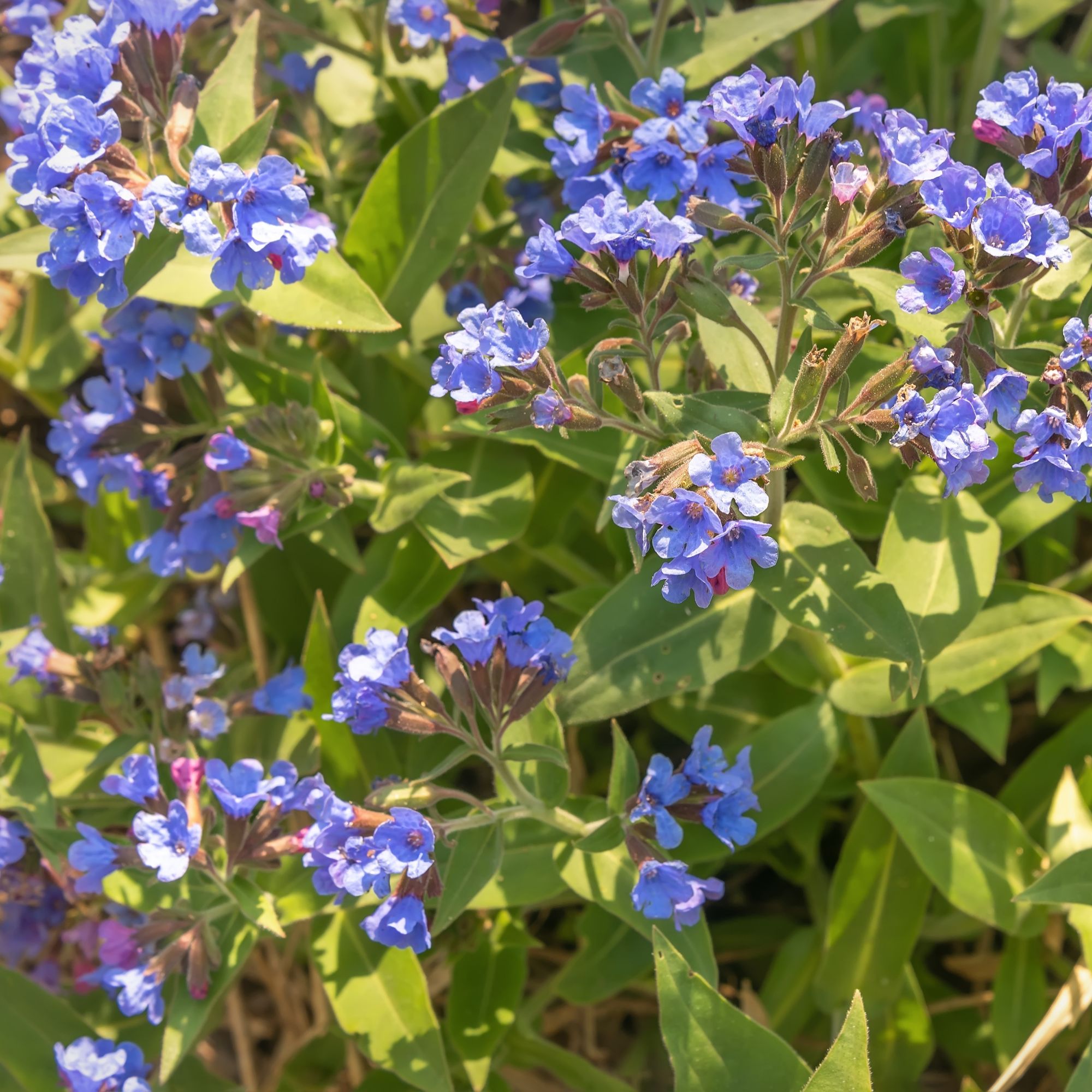 Purple-blue pulmonaria flowers