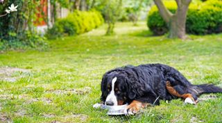Bernese Mountain Dog lying in grass in the garden, eating from the bowl, looking up, guarding his food