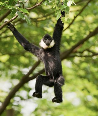 An adult male northern white-cheeked gibbon (Nomascus leucogenys) found in northern Vietnam and Laos. The species is listed as endangered.