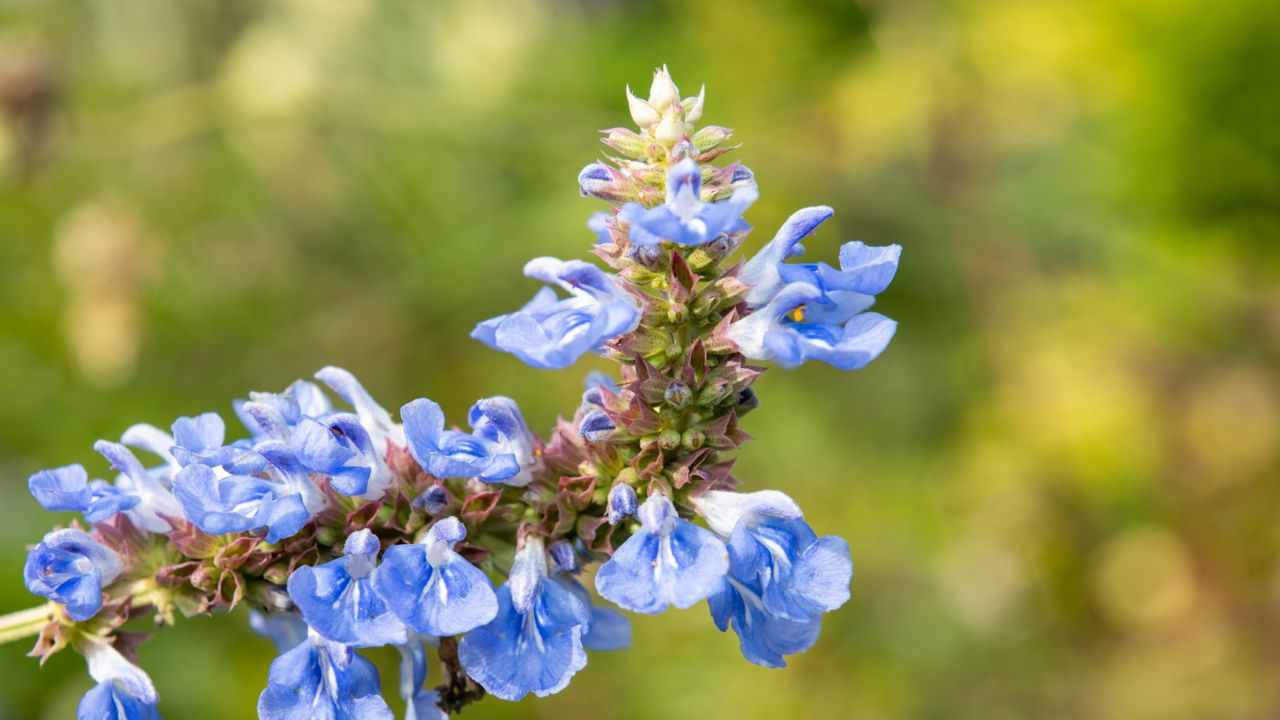 Salvia uliginosa with blue flowers