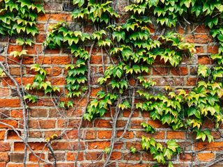English ivy against a brick wall