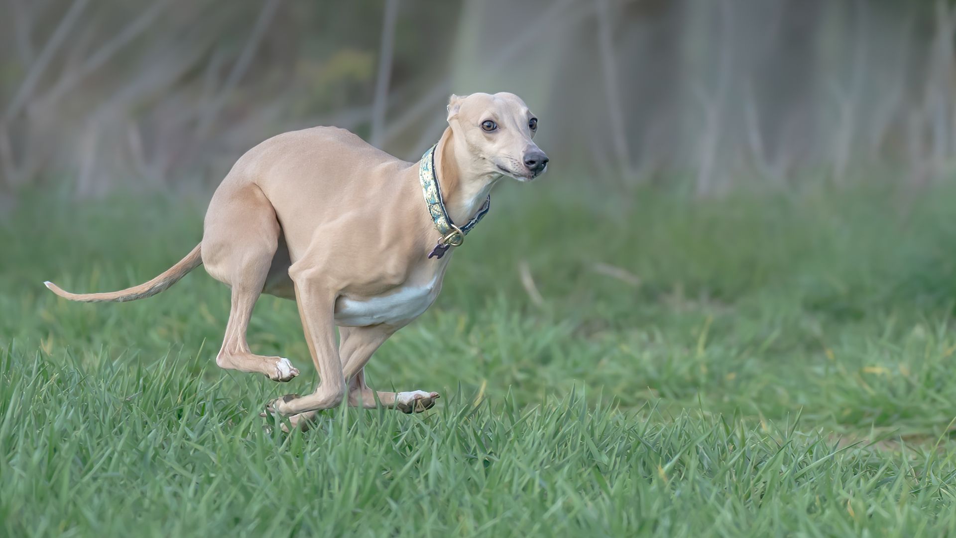Fawn colored whippet running through the grass
