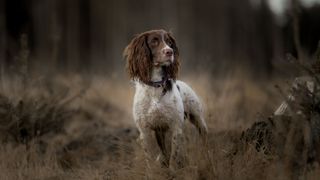 muddy english springer spaniel on a forest trail