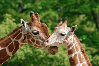 two giraffes touching lips