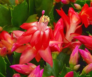 A close up of red flowers on Christmas cactus plant