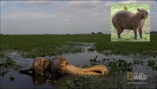 screengrab from video showing a green anaconda devouring a capybara, the world's largest rodent