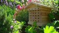 Solitary Bee Hive