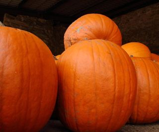 Harvested pumpkins stored in a barn