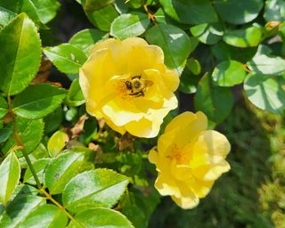 Easy Beezy Knock Out yellow roses with bee