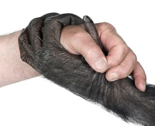 chimpanzee hand compared to human