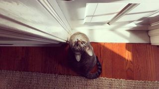 cat looking up at door