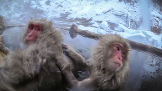 Macaques in Japan Spy in the Wild