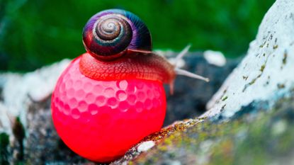 a snail on a golf ball, slow play