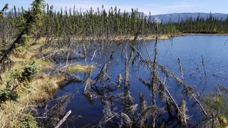 Trees struggle to remain upright in a lake formed by abrupt permafrost thaw.