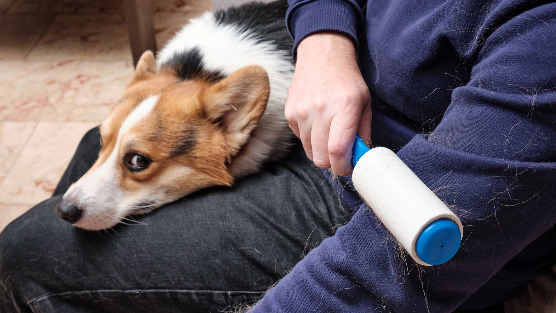 Person using a lint roller on their arm with a dog resting its head on his leg