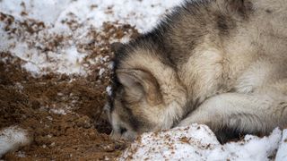 Alaskan malamute digging