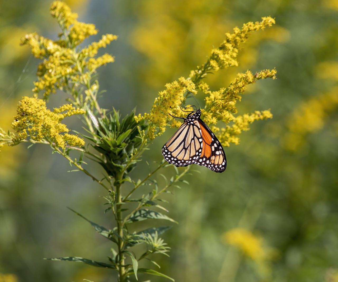 Native Spring Flowers Native spring flowers to attract hummingbirds & pollinators | Homes and ...