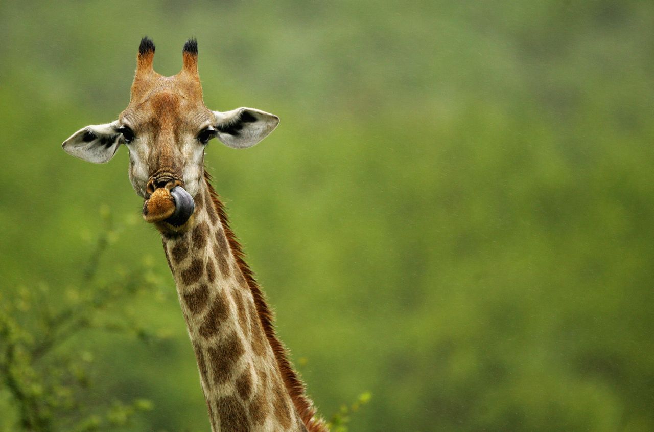 A giraffe.