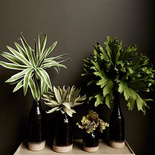 room with grey wall plant in black vase and wooden table