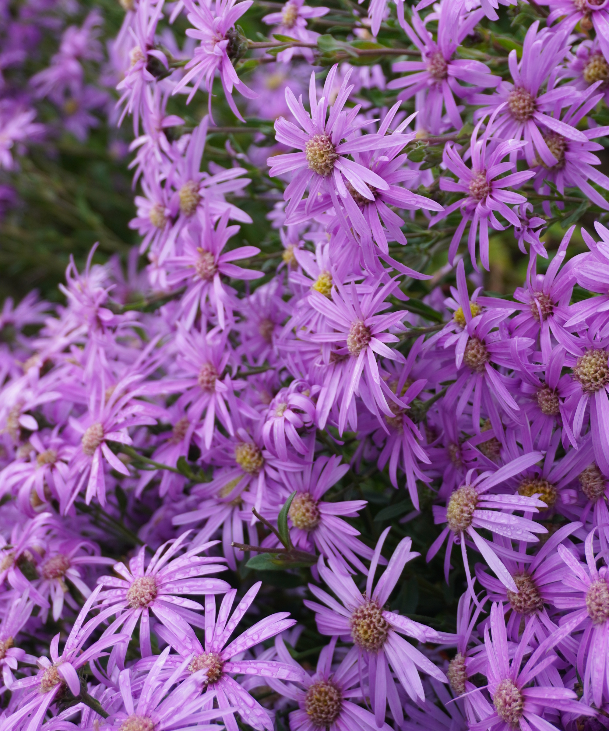 Purple asters
