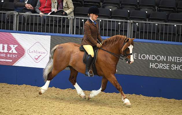 LYNUCK-THE-SHOWMAN-HorseNo921_Olympia_PN17_4195.jpg