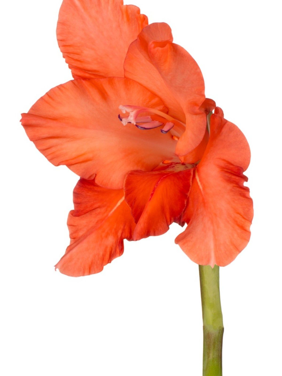 Close Up Of A Red Gladiolus Flower